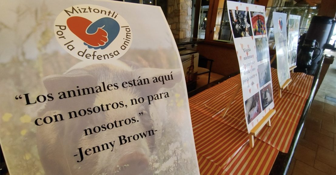 Aniversario de Miztontli en Querétaro.