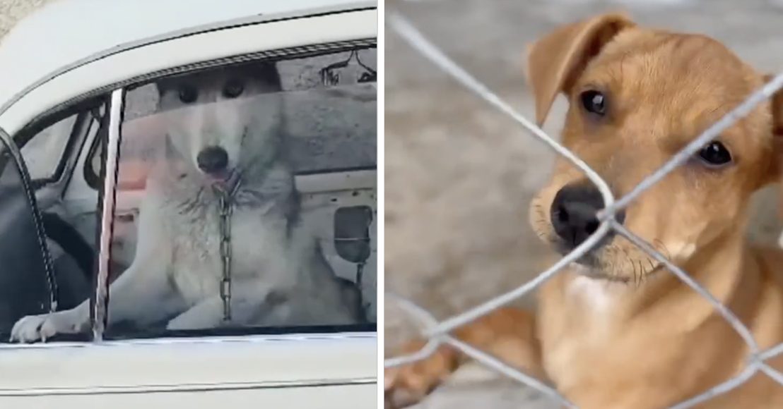 Anuncian sanciones de 1500 a 103,000 pesos por maltrato a animales en Querétaro.