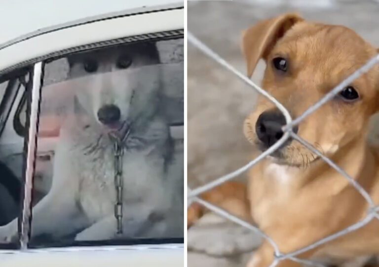 Reglamento Municipal de Protección Animal en Querétaro.