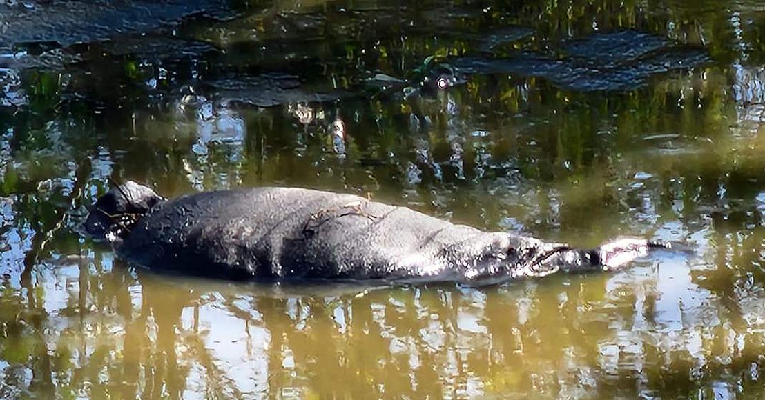 Advierten cuerpo encobijado que flotaba en el Río San Juan
