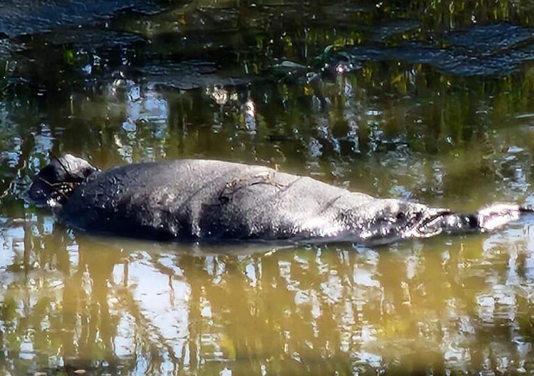 Encobijado en el Río San Juan, Tequisquiapan, Querétaro.