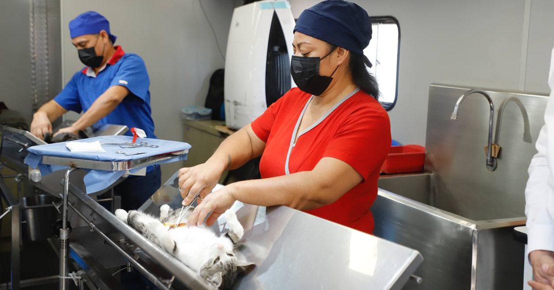 Esterilización de gatos en el municipio de Querétaro.