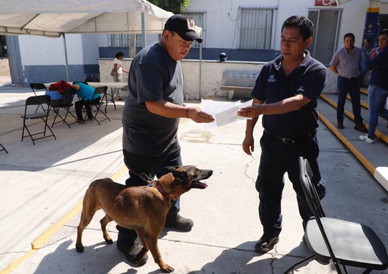 Esterilización de animales de compañía en Querétaro
