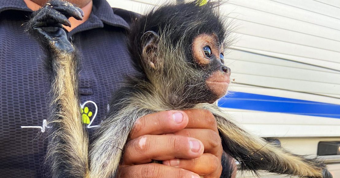 Intervienen ante la presunta venta de un mono araña en Querétaro