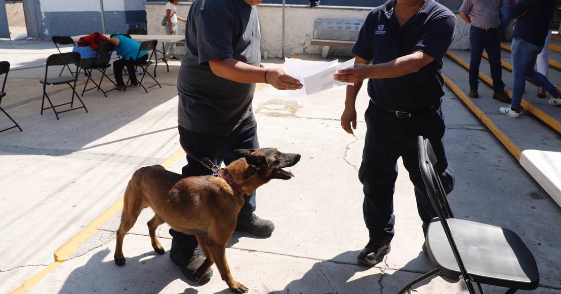 Querétaro, Invitan a llevar animales de compañía a jornadas de esterilización