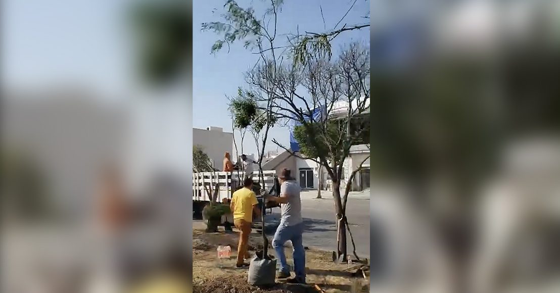 Jornada de reforestación en Milenio III