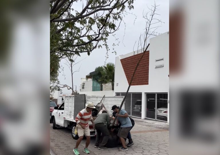 Jornada de reforestación en Querétaro