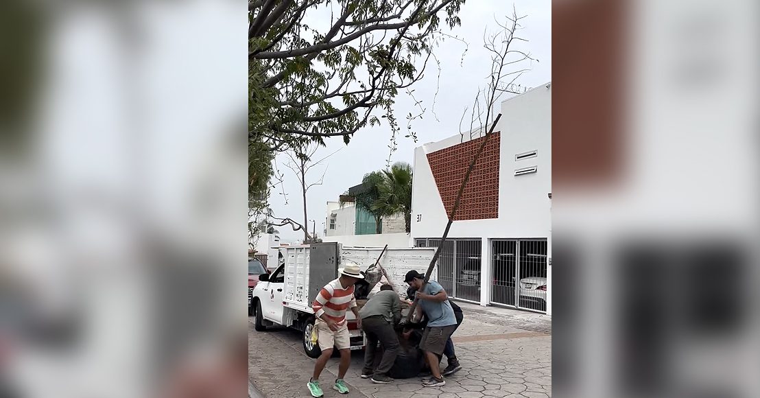 Organizan jornada de reforestación, pero gobierno municipal les dio árboles en terapia intensiva