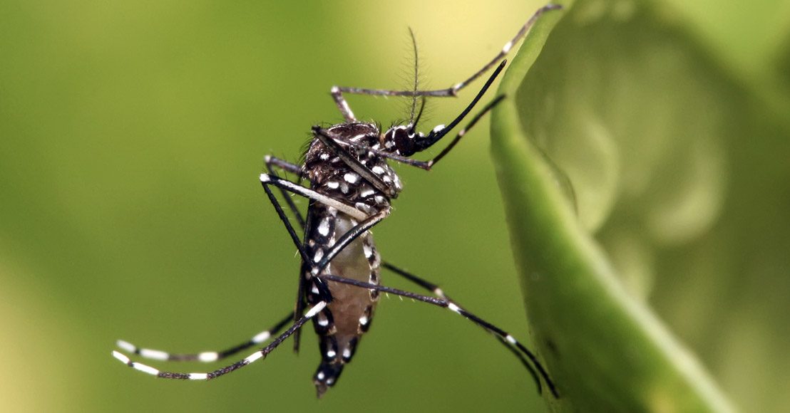 El mosquito Aedes Aegypti, que transmite el virus del dengue.