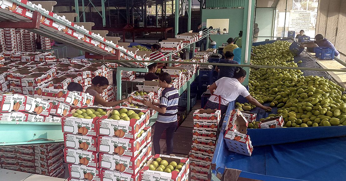 Mango mexicano exportaciones agropecuarias