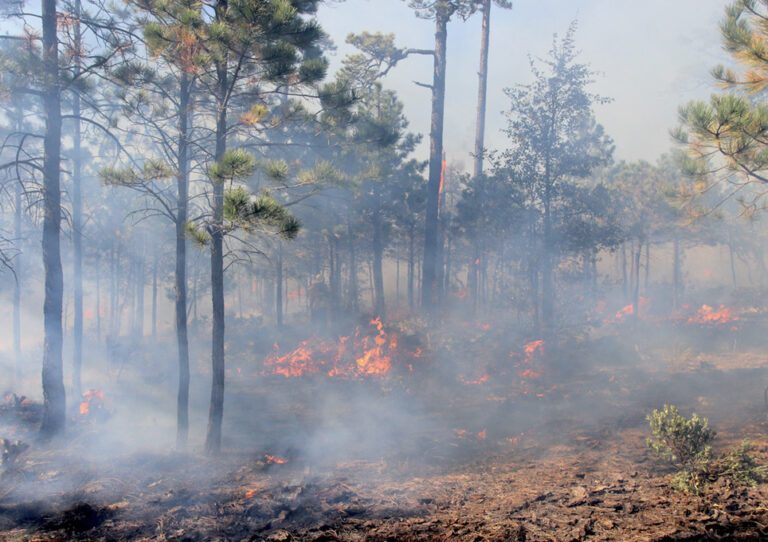 México: Hay 114 incendios activos.
