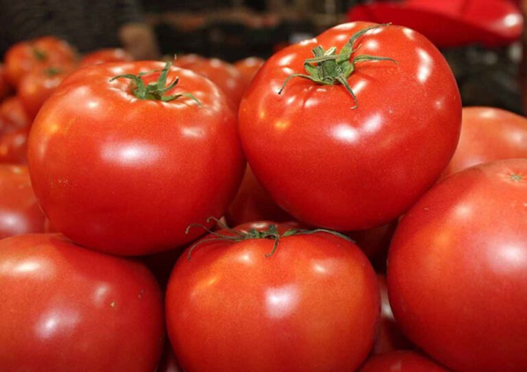 México: Exportaciones de jitomate a Estados Unidos.