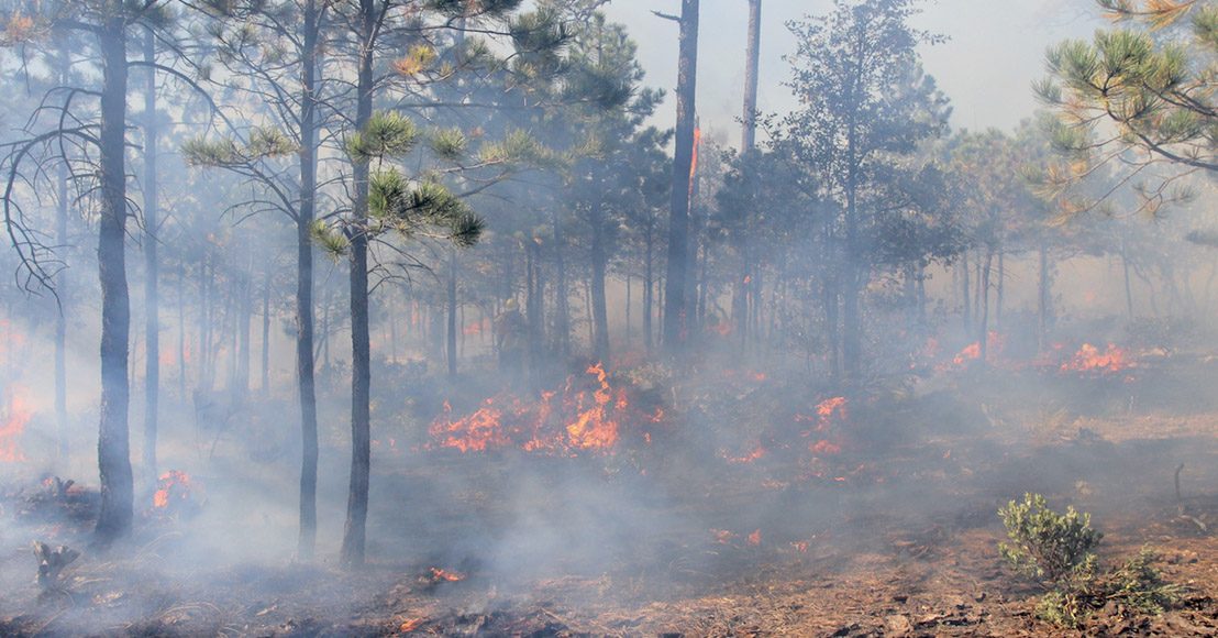 Titular de Protección Civil reporta que hay 114 incendios activos en el país