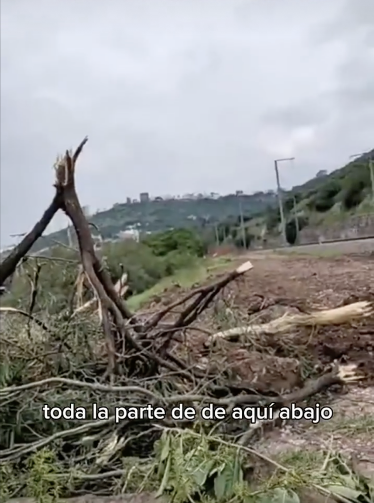 Árboles derribados a un costado de la vía del tren en Hércules, Querétaro