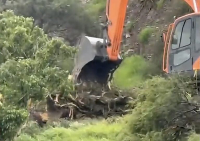 Querétaro: Maquinaria removiendo árboles a un costado de la vía del tren