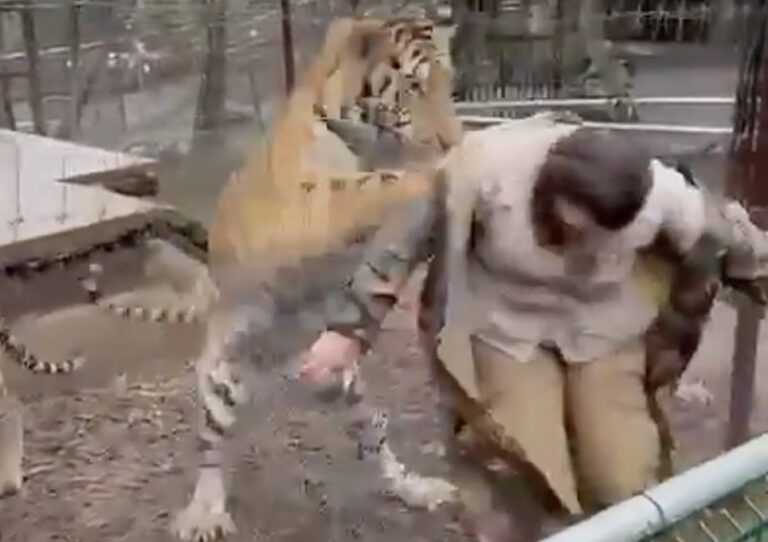 México: Tigre jala a veterinaria en reserva de Mazamitla, Jalisco