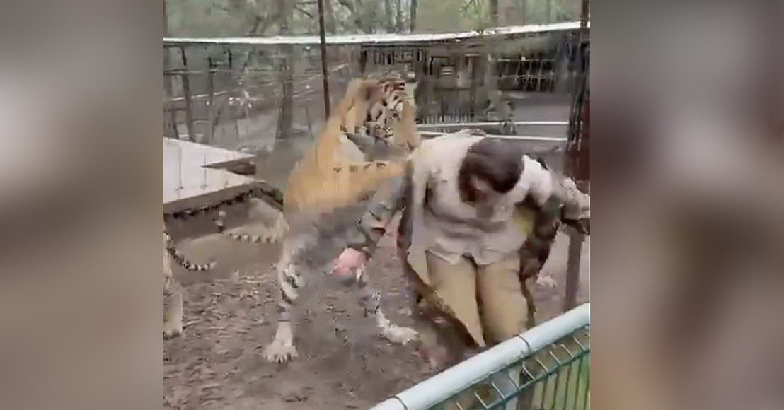 México: Un tigre jala a su veterinaria en Mazamitla, Jalisco