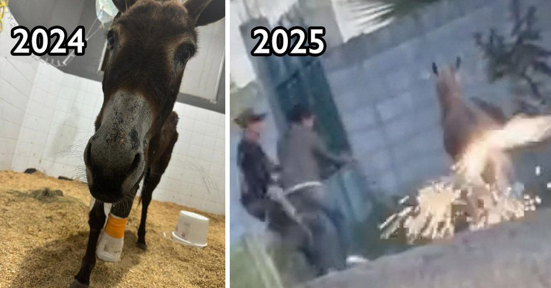 Querétaro: Ante nuevo caso de maltrato animal en Cadereyta, Kuri pide aprobar Ley Oli