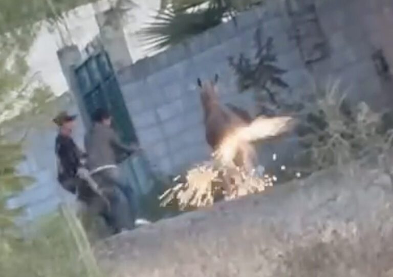 Maltrato animal contra burro en Cadereyta, Querétaro