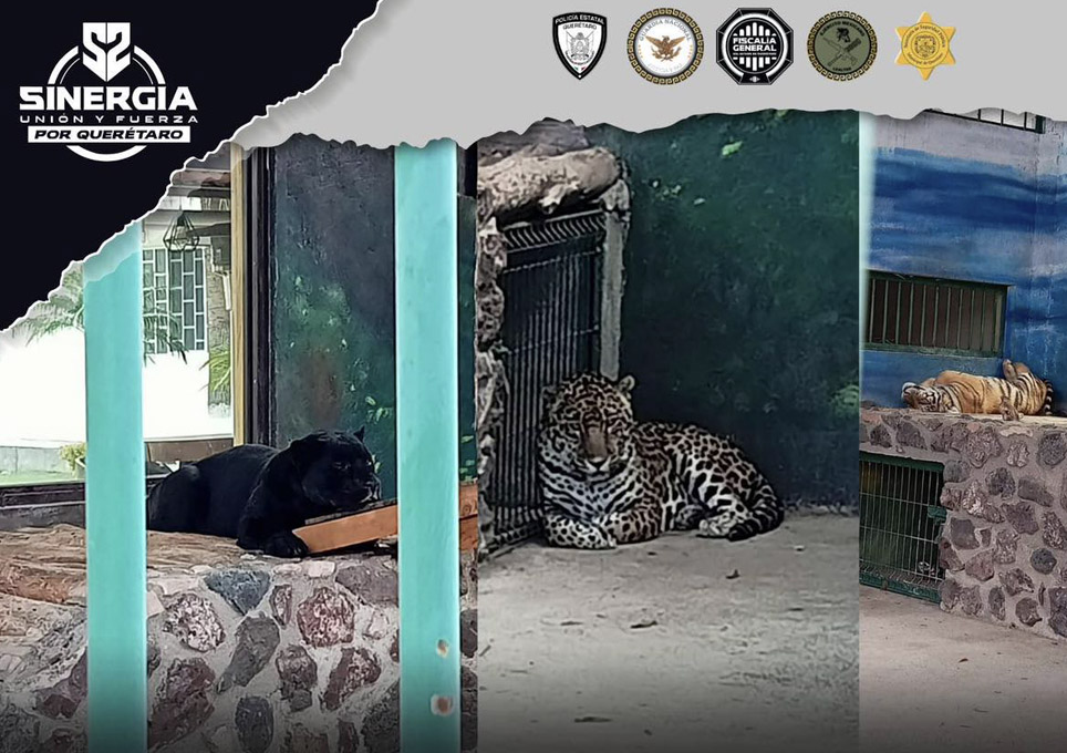 Querétaro: Fauna exótica en inmueble del municipio