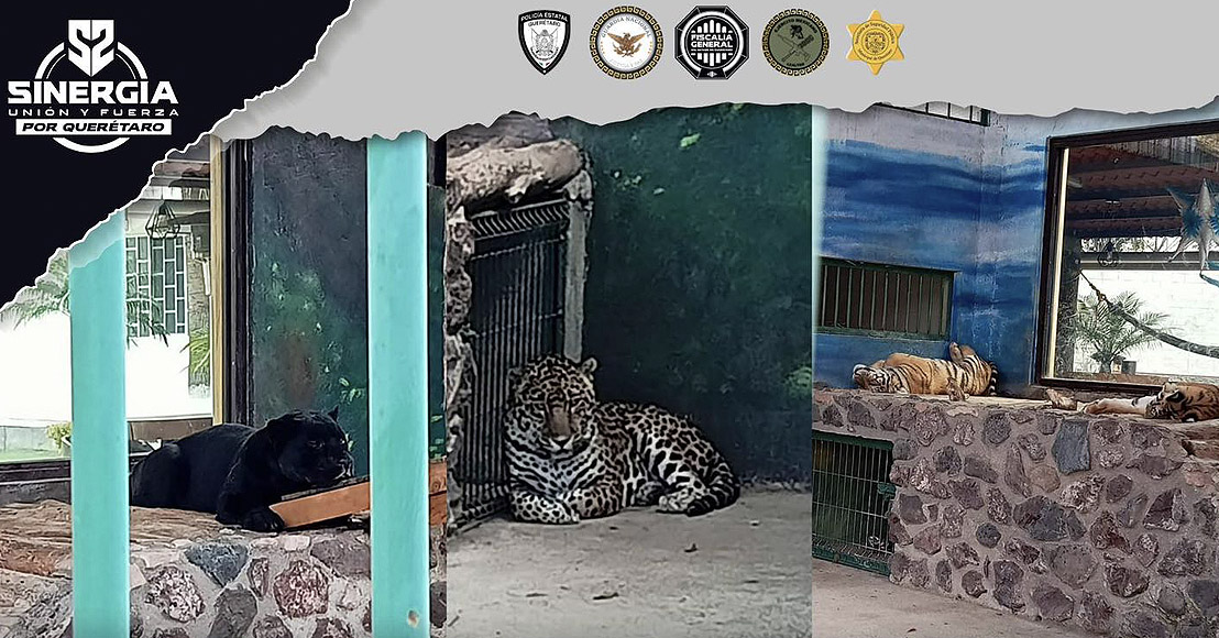 Querétaro: Fiscalía informa sobre aseguramiento de armas, cartuchos y fauna exótica en inmueble del municipio.
