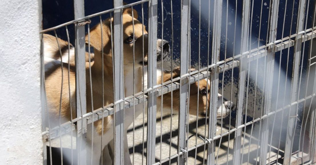 Querétaro: Diputado señala que colectivos están insatisfechos con iniciativa sobre bienestar animal