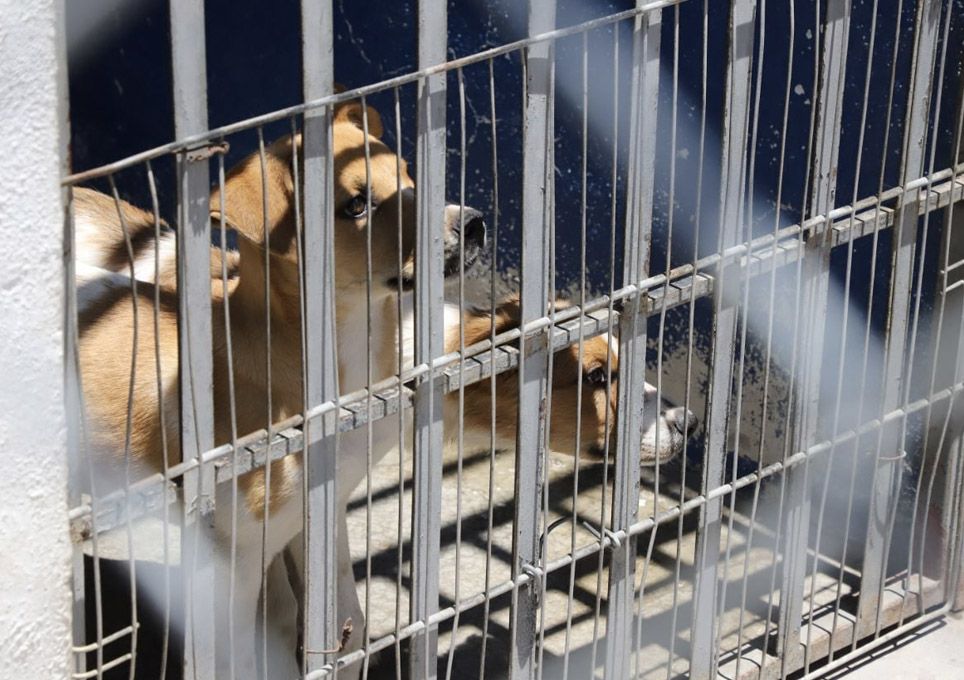 Querétaro: Iniciativa de ley sobre Bienestar Animal
