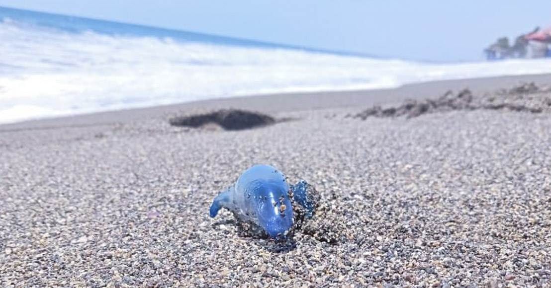 México: Instalan bandera morada en playas de Michoacán por presencia de dragón azul