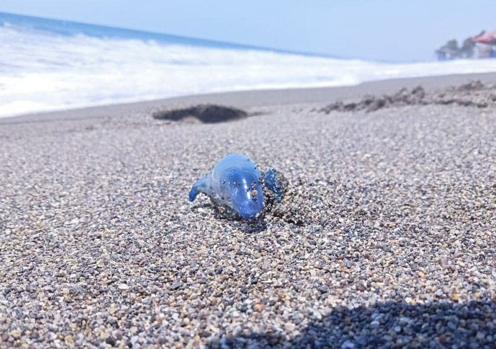 Dragón azul en playas de Michoacán