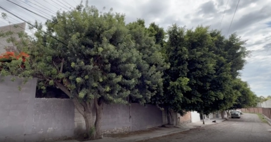 Árboles sin podar en la Calle Higuera, Corregidora, Querétaro
