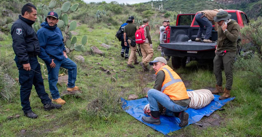 Muere tigre de bengala tras intento de captura en Tepetlaoxtoc; Profepa clausura establecimiento