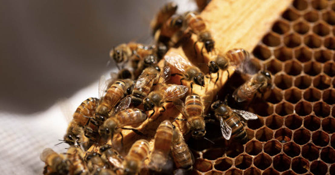 México: SCJN analizará si las abejas deben ser reconocidas como sujetos de derechos