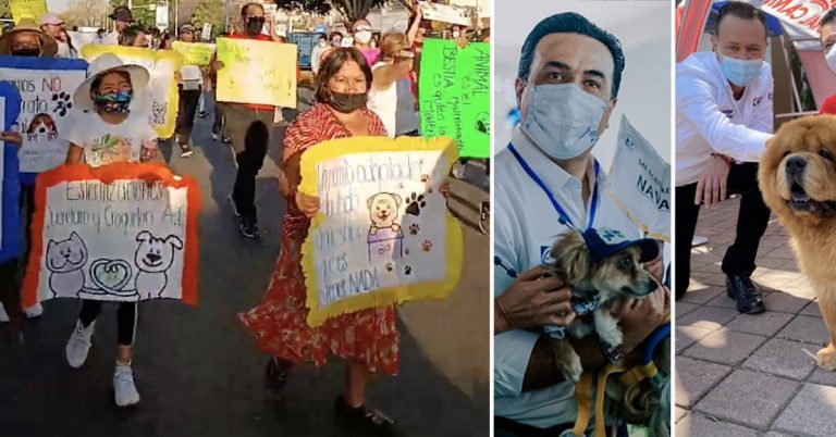 “¿Dónde están todos los políticos que dijeron que nos iban a apoyar?”: Defensores de animales