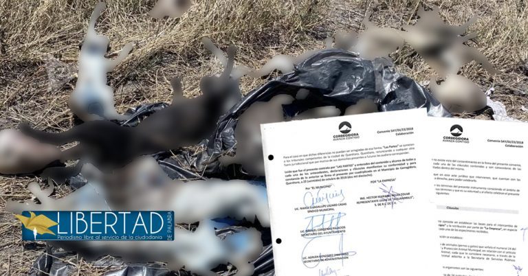 Gobierno de Corregidora, proveedor de gatos y perros de Aquanimals