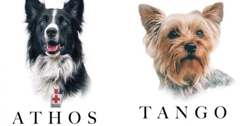 Imponen 10 años y 6 meses, de cárcel para quien envenenó a perros rescatistas en Querétaro