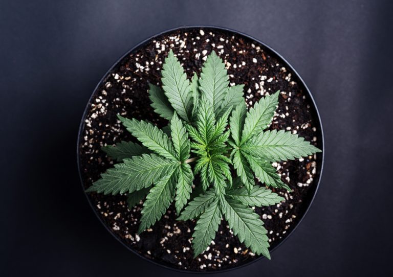 Ya es legal el consumo de marihuana en México