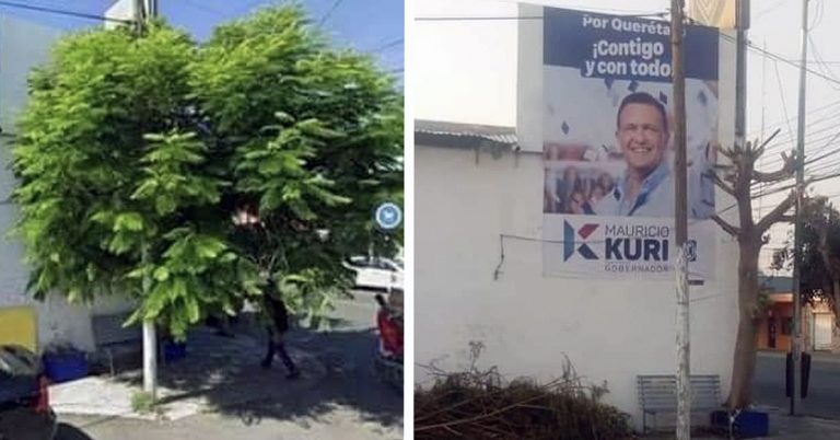 Lamentan cortes a un árbol para que luzca propaganda de Kuri (Video)