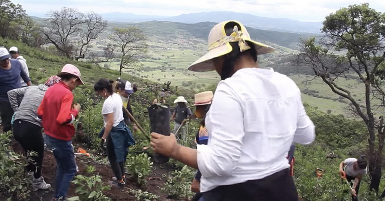 Realizan jornada de reforestación comunitaria en Amealco