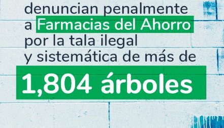 Tala ilegal de más de 50 árboles en Querétaro beneficia a Farmacias del Ahorro